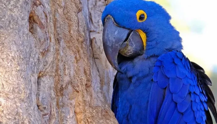 1784335935-arara-azul